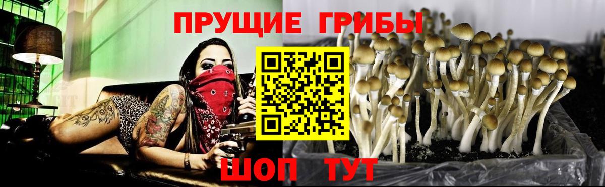 Псилоцибиновые грибы MAGIC MUSHROOMS  закладки  Лениногорск  Галлюциногенные грибы MAGIC MUSHROOMS 